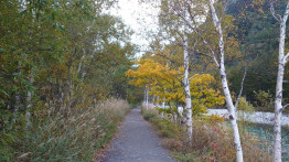 梓川沿いの遊歩道にも紅葉が始まっています