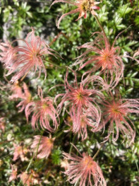 チングルマの綿毛。夏は白い花の群生が見られるようですね。