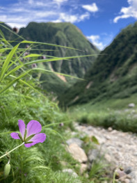 疲れて路傍の岩に腰を下ろすと、お花と同じ目線！歩いてきた道がはるか遠くに見えます。