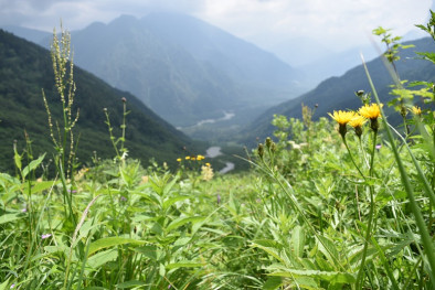 お花畑から見た上高地