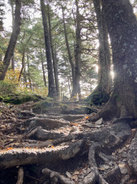 長塀山へは、樹林帯の中を歩きます。樹の間から差し込む朝日がきれいでした。