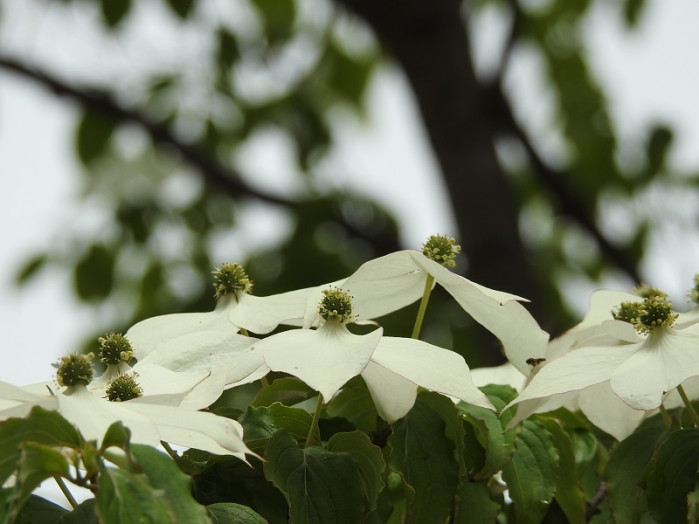 中央の緑のところに小さな花が集まっているそうです。