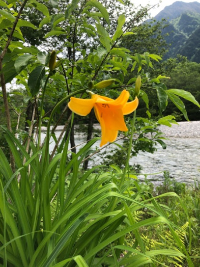 ホテル前でニッコウキスゲが咲きました。あでやかなお花ですね。