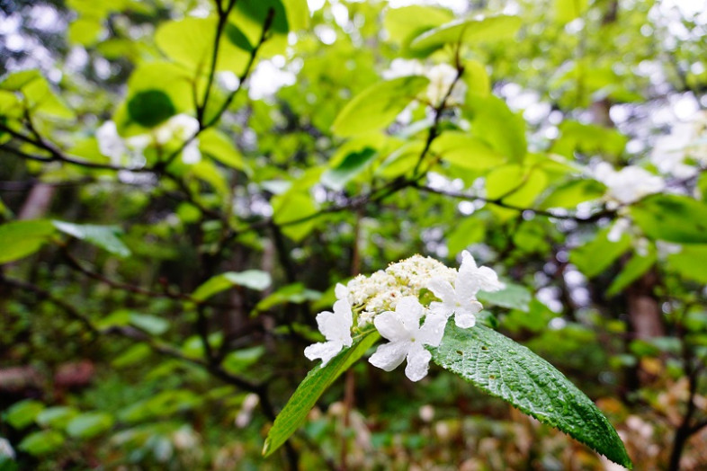 個人的に大好きなオオカメノキもしとしと雨に打たれて可憐でした＾＾