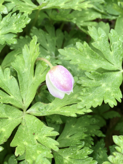 ピンク色の蕾がかわいらしいですね。