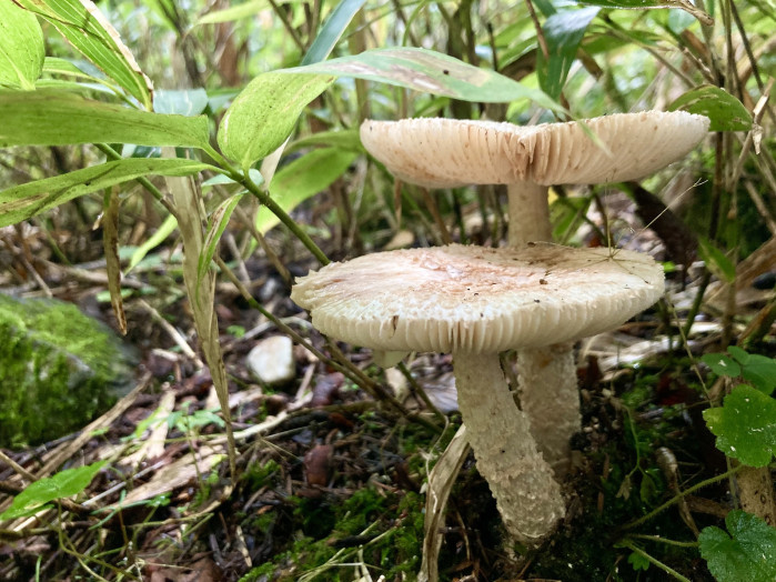 河童橋から明神までの、梓川左岸道は、しばし笹が脇に生えている林の中を歩きます。笹の中をかき分けると、こっそりキノコが！