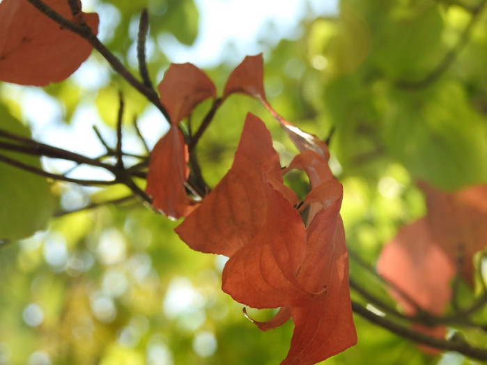 紅葉し始めたヤマボウシ