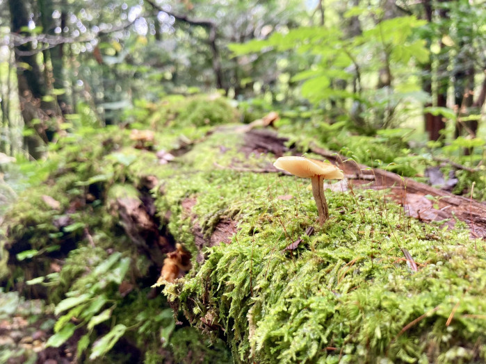 雨上がりの上高地は、キノコと苔の宝庫です。