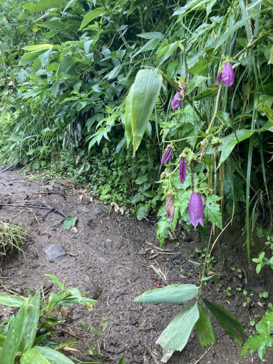 夏の花・ヤマボタルブクロがまだ咲いていました！