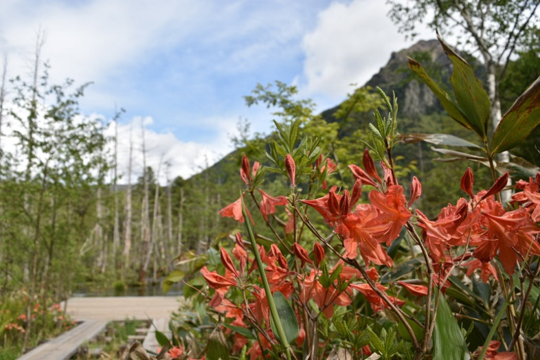 六百山とレンゲツツジ（岳沢湿原にて）