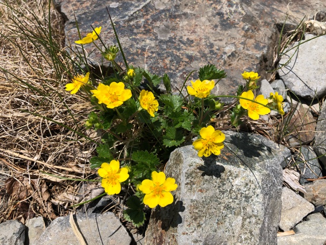 岩場に咲いていたお花