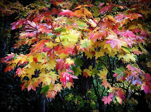 秋の上高地彩り豊かな紅葉たち