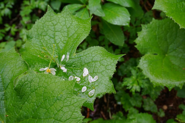 水に浸かった花びらがさらに透けていて綺麗でした