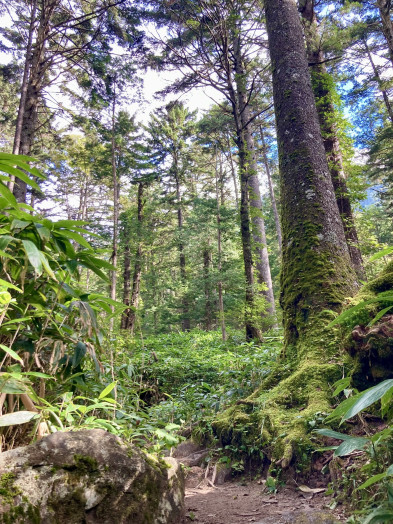 岳沢への登山道は、苔むした樹林帯の中を進みます。