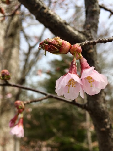 徳沢キャンプ場では桜が見られました。