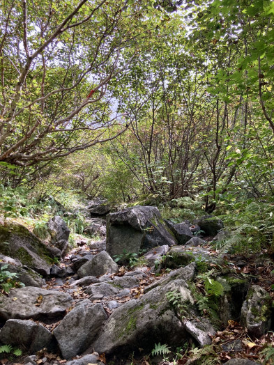 岳沢への登山道は、整備されていますが、岩がゴロゴロしているので足元に注意しながら歩きます。