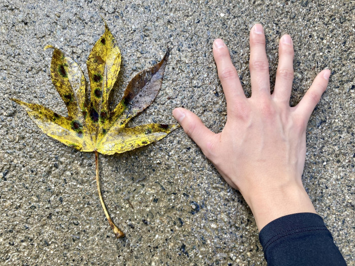 ホテル周辺でもちらほらと歩道に落ち葉を見かけるようになりました。こちらの黄色と黒のまだら模様の葉は手のひらほどもあります！