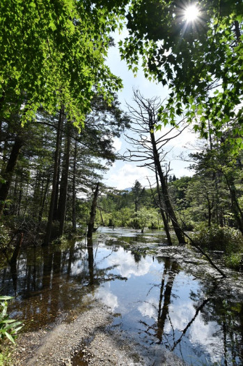 岳沢湿原、霧の景色も良いけどお天気はもっと好きだー！