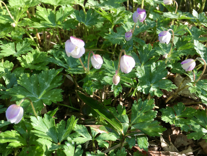 ニリンソウの蕾がとてもかわいらしいです。