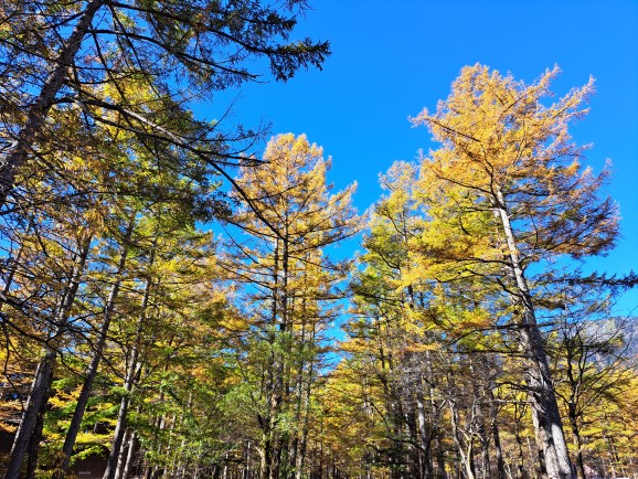 上高地園内も紅葉と黄葉真っ盛り。