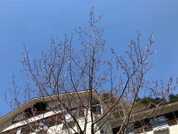 ホテルの前の桜もやっと開き始めました。でもすぐに猿に食べられてしまうのです。