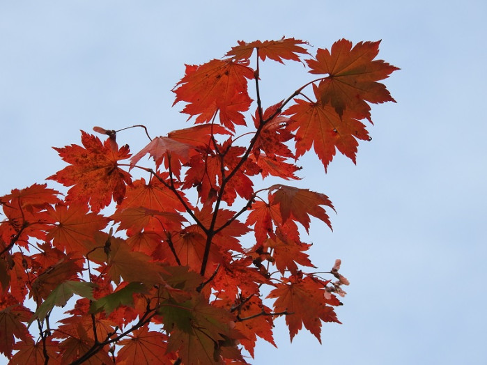 ホテル前の紅葉の季節ですね～