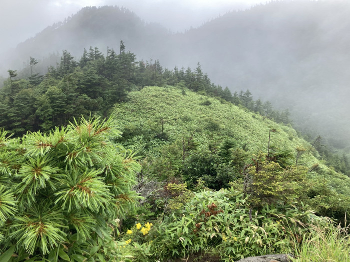 相変わらず曇り時々雨ですが、足元の高山植物を愛でながら歩みを進めます。