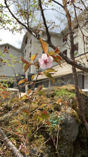 豆桜開花！