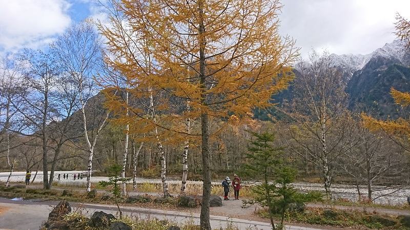 カラマツの黄葉と雪化粧の山々