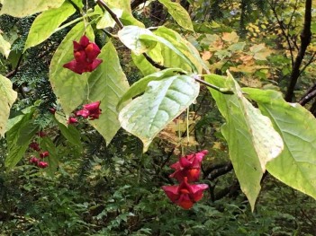 涸沢への登山道でみつけたまゆみ！？の実？