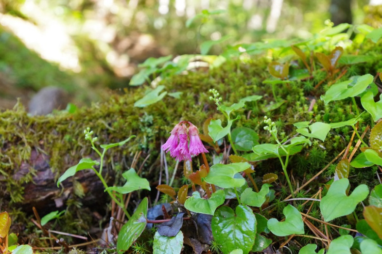 登山道に咲くイワカガミ