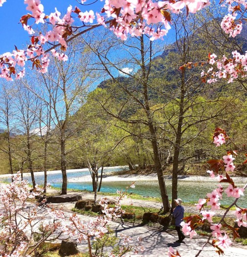 上高地の桜