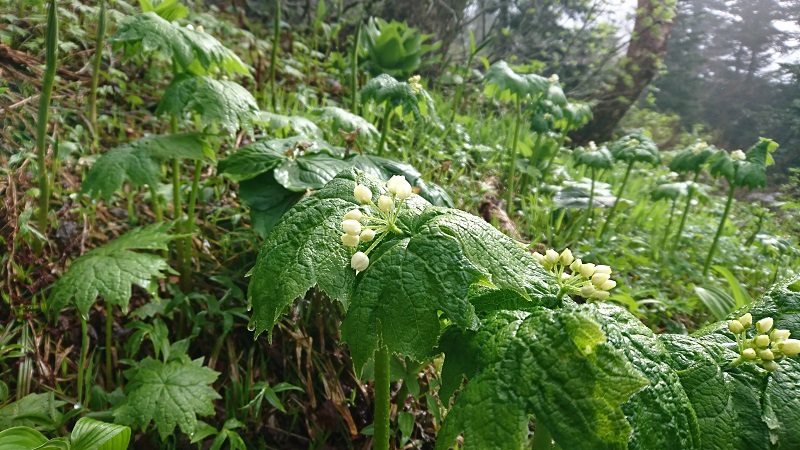 お花の蕾が膨らんでいます。