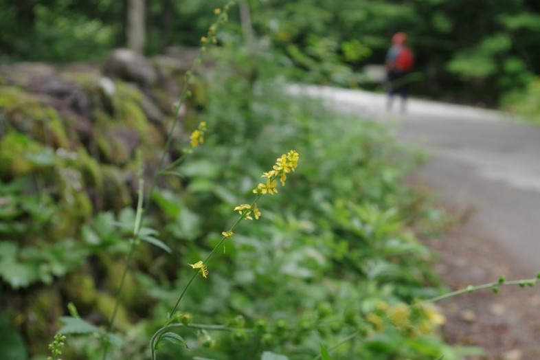 ホテル周辺でみられるお花をご紹介します♪