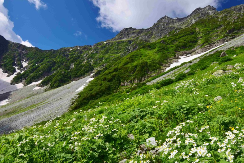 涸沢のお花畑と穂高連峰