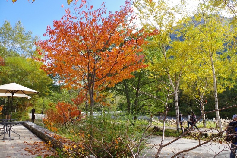 ちょっと見ない間に上高地の紅葉もすすんでいました！