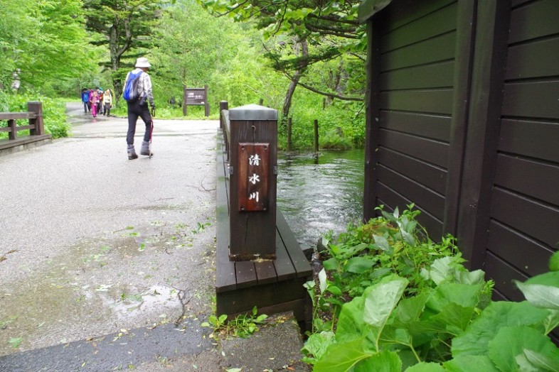 バイカモがさらさらと流れる清流、清水川