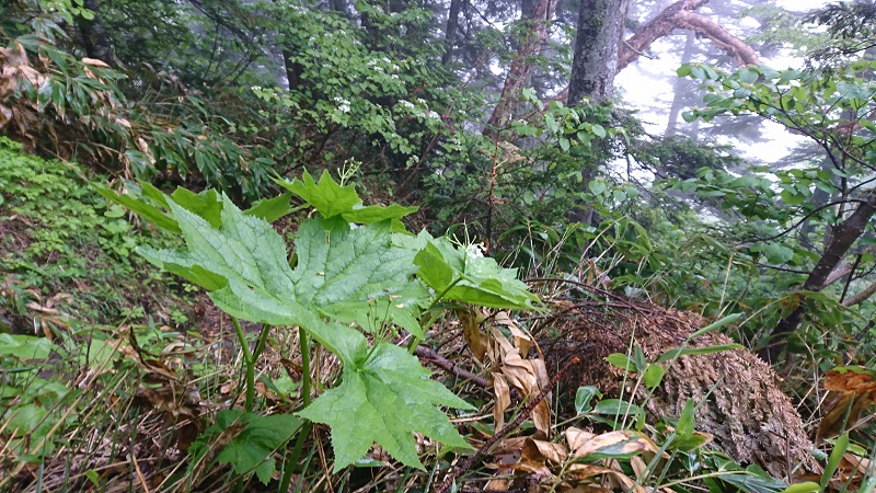 花が散ったあと。