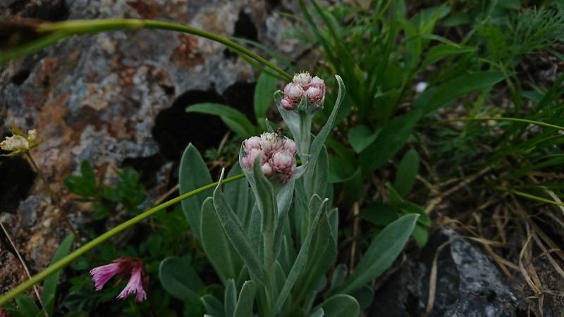 白ピンクの花　“タカネヤハズハハコ”