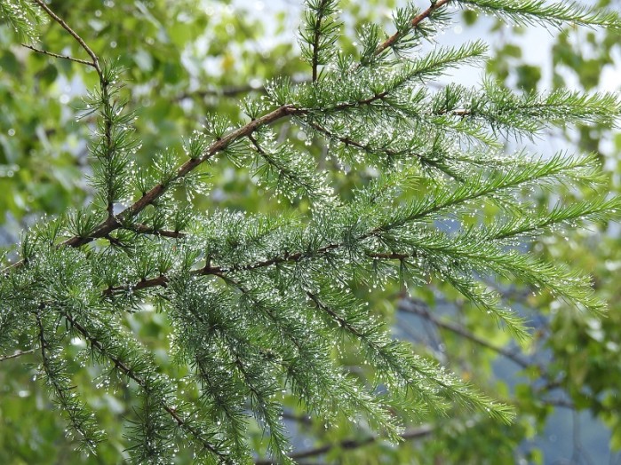 カラマツに付いた水滴。