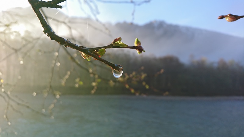 雨上がりは植物達がうるおって、宝石をまとっているようです♪