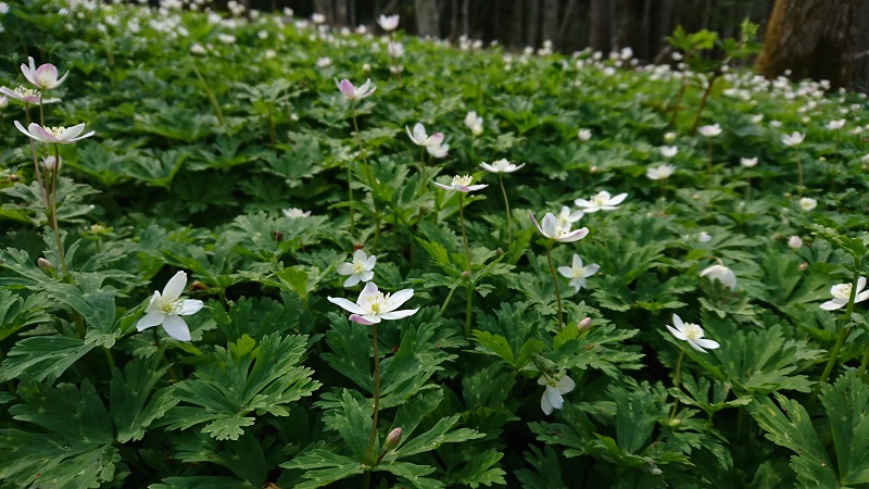 丸い花びらや、とがった花びらなど様々。可愛いです♪