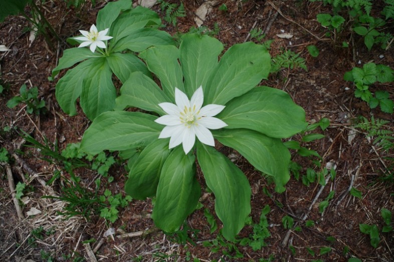 西穂山荘から上高地側に少し下ったところでドキッ！一際目立つ花、キヌガサソウが咲いていました。