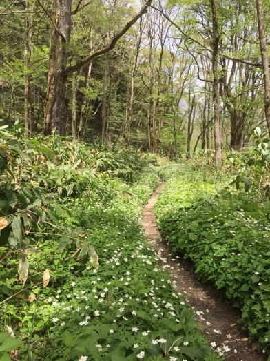 焼岳登山道10歩ほど入ったところです♪