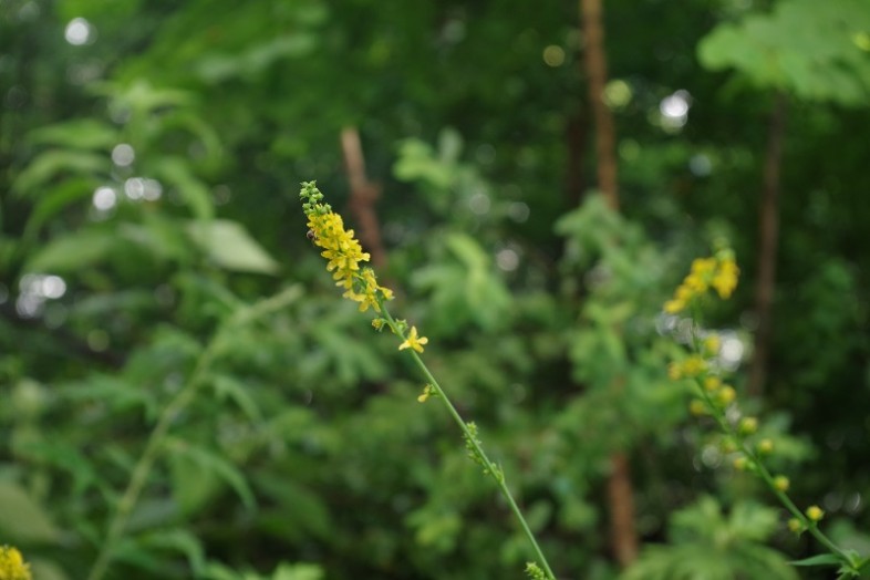 細長く天に向かって伸びているこの花は〝キンミズヒキ〟