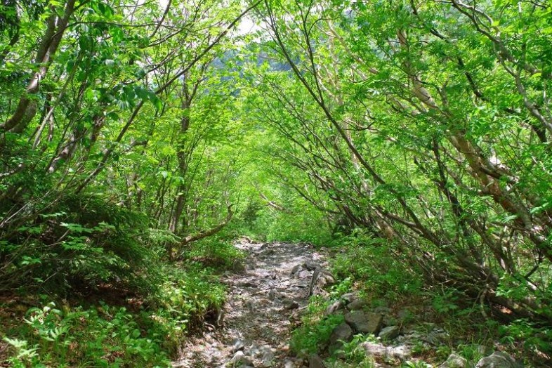 緑のトンネルで帰りも楽しい登山道でした♪