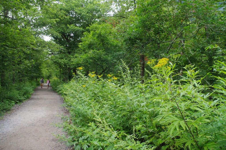 散策路で背よりも高く伸びているのは、〝ハンゴンソウ〟