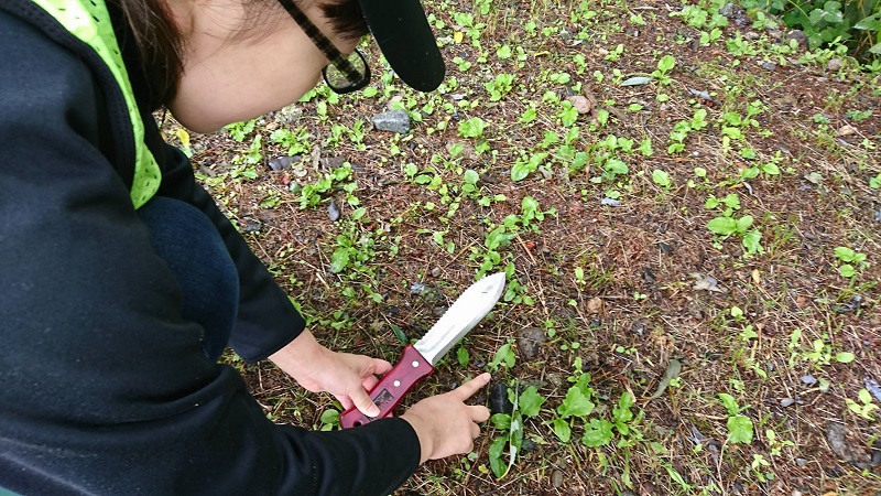 この小さな葉っぱが外来植物の『ヒメスイバ』