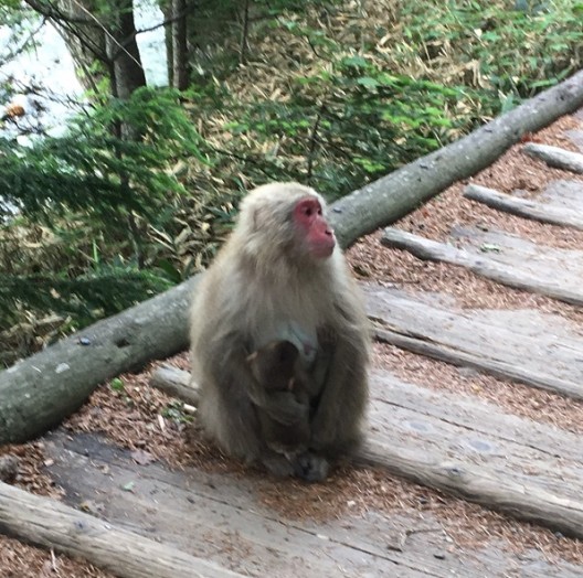 最近は子連れの猿が多く見られます。