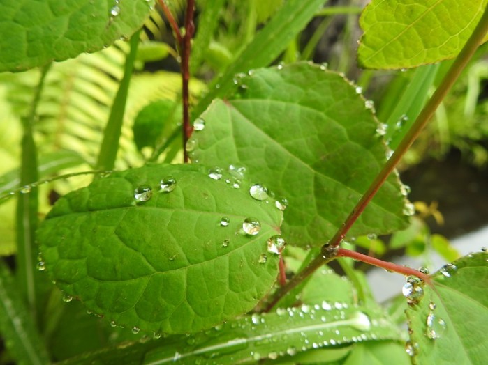 雨粒